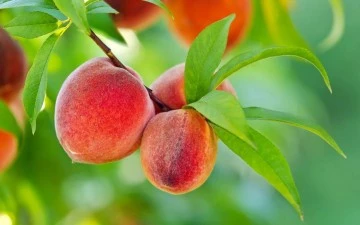 TOBB Başkanı Hisarcıklıoğlu: "Avrupa Birliği&rsquo;nden coğrafi işaret tescili alan 24. &uuml;r&uuml;n&uuml;m&uuml;z Bursa şeftalisi oldu"