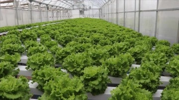 Topraksız sera i&ccedil;in geliştirdikleri otomasyonla tarım lisesinde marul yetiştirdiler