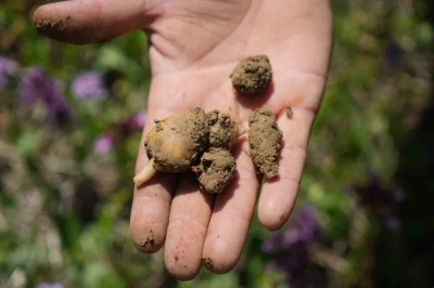 &rsquo;Topraktaki altın&rsquo; salep: Kilosu 3 bin TL, 1 d&ouml;n&uuml;mden 2,5 milyon TL gelir
