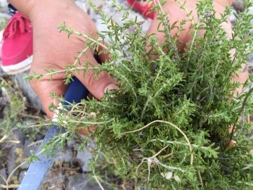 Toros dağlarını eteklerinden &ouml;zenle kesilip k&ouml;k&uuml; toprakta bırakılıyor
