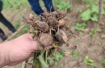 Trabzon&rsquo;da ilk kez dikimi yapılan salepin hasatı yapıldı
