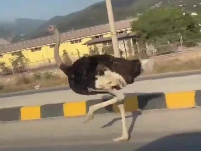 Trafikte deve kuşunu g&ouml;ren şaşkınlığını gizleyemedi 