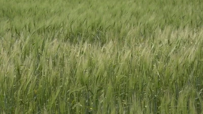 Trakyalı &ccedil;ift&ccedil;ilerin umutlu bekleyişi
