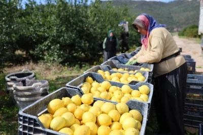 T&Uuml;İK'e g&ouml;re limonda &uuml;retici fiyatları yıllık y&uuml;zde 410 y&uuml;kseldi