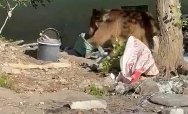 Tunceli&rsquo;de bozayı piknik&ccedil;ilerin sofrasına misafir oldu