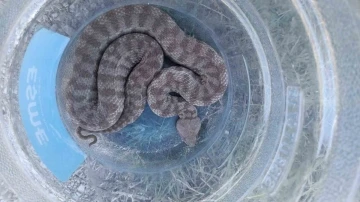 Tunceli&rsquo;de k&uuml;mese giren koca engerek yılanı 2 tavuğu telef etti
