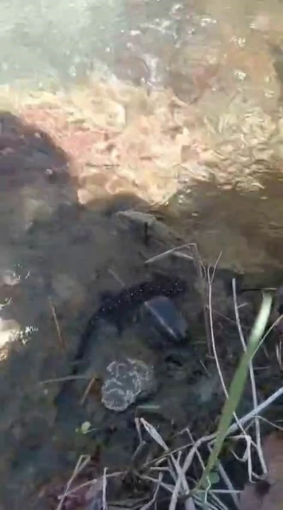 Tunceli&rsquo;de nesli tehdit altındaki benekli semender g&ouml;r&uuml;nt&uuml;lendi
