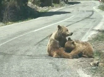 Tunceli'nin doğal yaşamı y&uuml;zleri g&uuml;ld&uuml;rd&uuml;