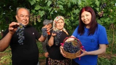 Turfanda &rsquo;Siyah İnci&rsquo; hasadı başladı