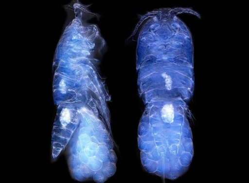 T&uuml;rk bilim insanları Antarktika&rsquo;da canlı t&uuml;r&uuml; keşfetti