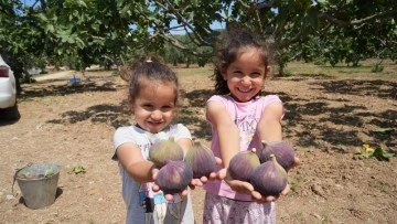 T&uuml;rkiye bu yıl siyah incire doyacak
