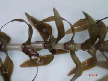 T&uuml;rkiye&rsquo;de ilk defa g&ouml;r&uuml;len yabancı bitki t&uuml;r&uuml; teşhis edildi