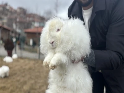 T&uuml;rkiye'de nesli t&uuml;kenen Ankara tavşanı yeniden yetiştiriliyor