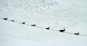 T&uuml;rkiye'de Şamua s&uuml;r&uuml;s&uuml; g&ouml;r&uuml;nt&uuml;lendi 