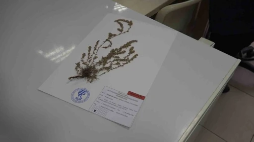 T&uuml;rkiye&rsquo;de yeni bir bitki t&uuml;r&uuml; keşfedildi
