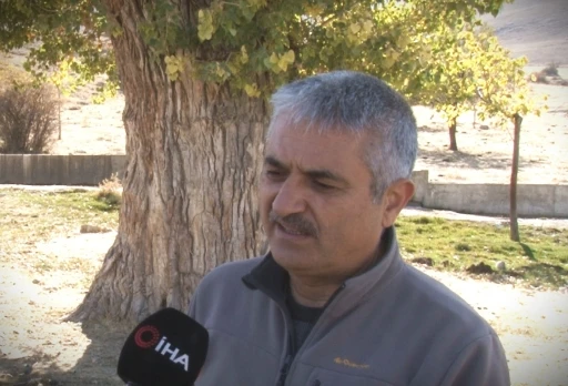 T&uuml;rkiye&rsquo;deki anıt ağa&ccedil;larda mantar tehlikesi
