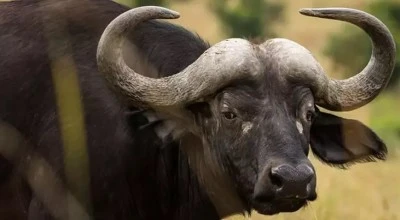 T&uuml;rkiye'deki manda sayısında b&uuml;y&uuml;k d&uuml;ş&uuml;ş!