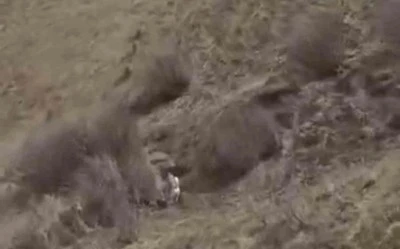 T&uuml;rkiye-İran sınırında domuz s&uuml;r&uuml;s&uuml; g&ouml;r&uuml;nt&uuml;lendi