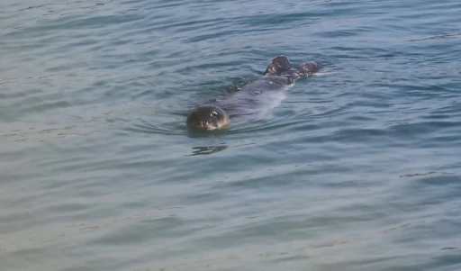 T&uuml;rkiye kıyılarında sadece 120 tane kaldı, yuvalarda takipleri yapılıyor
