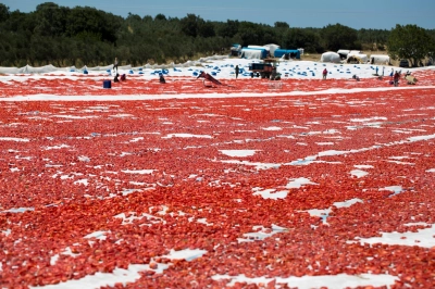 T&uuml;rkiye, Kuru Domates İhracatında D&uuml;nya İkincisi Oldu