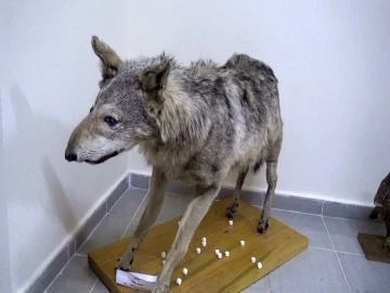 T&uuml;rkiye&rsquo;nin canlı ve minarel t&uuml;rleri bu m&uuml;zede sergileniyor
