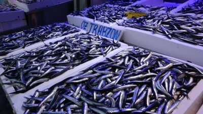 T&uuml;rkiye'nin hamsi ihracatında artış