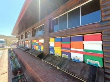 T&uuml;rkiye&rsquo;nin ilk &ldquo;Arı Evi&rdquo; &uuml;lke genelinde uygulamaya konuyor

