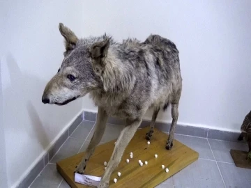 T&uuml;rkiye&rsquo;nin ilk doğa tarih m&uuml;zesinde 5 bin &ccedil;eşit materyal sergileniyor
