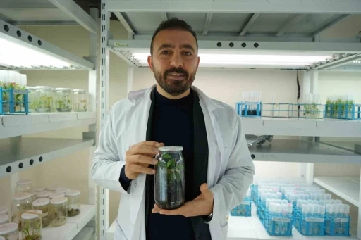 T&uuml;rkiye&rsquo;nin ilk yerli ve milli klonal kestane ana&ccedil;ları geliyor
