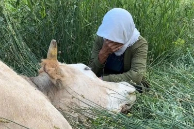 T&uuml;rkiye'nin konuştuğu ağlayan teyzenin y&uuml;z&uuml; g&uuml;ld&uuml;