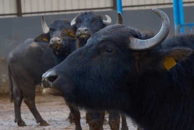 T&uuml;rkiye'nin yeni manda ırkı Murana s&uuml;t verimi ile dikkat &ccedil;ekiyor