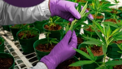 T&uuml;rkiye Psikiyatri Derneği 'Kenevir Yasası' hakkında a&ccedil;ıklamalarda bulundu