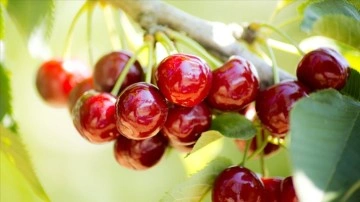 T&uuml;rkiye &uuml;retiminde lider olduğu kirazı 76 &uuml;lkeye ihra&ccedil; ediyor