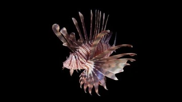 T&uuml;rkiye'yi &ccedil;evreleyen denizlerdeki 105 istilacı t&uuml;r ekosistemi tehdit ediyor