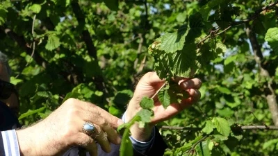 TZOB Genel Başkanı Bayraktar, Giresun&rsquo;da zirai don incelemesinde bulundu
