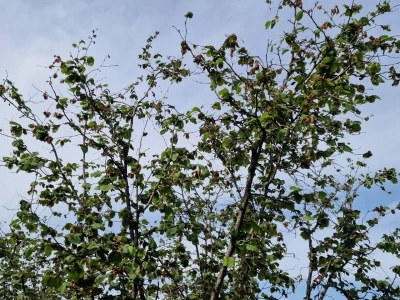 TZOB Genel Başkanı Bayraktar: "Tarıma pozitif ayrımcılık yapmak zorundayız"
