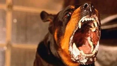 &Uuml;&ccedil; yaşındaki &ccedil;ocuk k&ouml;peklerin saldırısında yaralandı