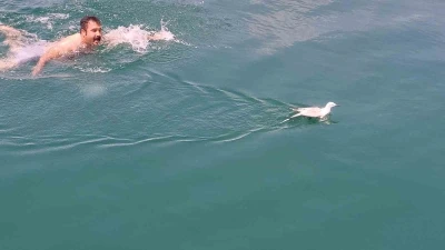 U&ccedil;amadığı i&ccedil;in barajda mahsur kalan martıyı tekne &ccedil;alışanı kurtardı
