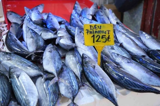 Ucuz palamut i&ccedil;in son g&uuml;nler