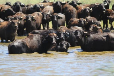 Uluabat G&ouml;l&uuml;'nde Afrika g&ouml;r&uuml;nt&uuml;leri