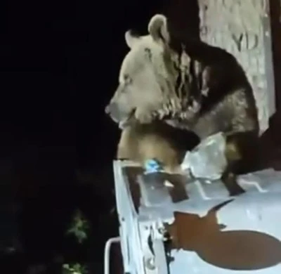 Uludağ'da a&ccedil; kalan ayının yemek arayışı kamerada 