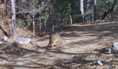 Uludağ&rsquo;da Altın &Ccedil;akallar fotokapana yakalandı
