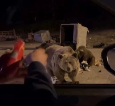 Uludağ&rsquo;da ayı ailesine sucuk ziyafeti &ccedil;ekerken saldırıya uğradı