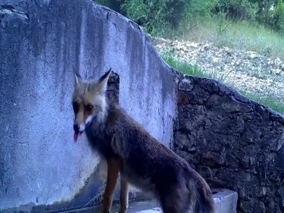 Uludağ&rsquo;da &ccedil;eşmeden su i&ccedil;en tilki ve sincap, fotokapanla g&ouml;r&uuml;nt&uuml;lendi