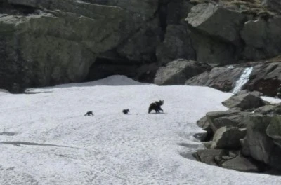 Uludağ'da dağcılar ayı ailesini g&ouml;r&uuml;nt&uuml;ledi