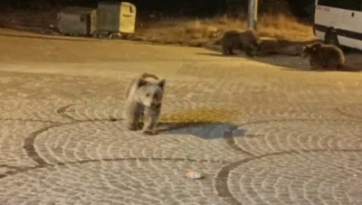Uludağ&rsquo;da gece yarısı ayı s&uuml;rprizi