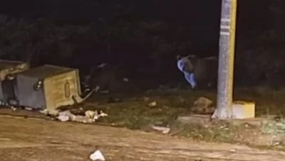 Uludağ'da kış uykusuna yatmayan ayılar yiyecek aramaya devam ediyor! 