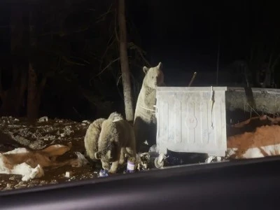 Uludağ&rsquo;da kış uykusundan uyanan ayı ailesi...