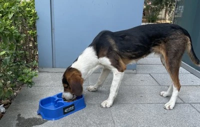 Uludağ Elektrik can dostlarımızın yaşam koşullarını iyileştirmeye devam ediyor