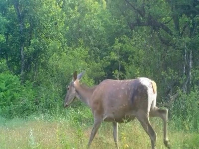 Uludağ'ın g&uuml;zellikleri fotokapanda 